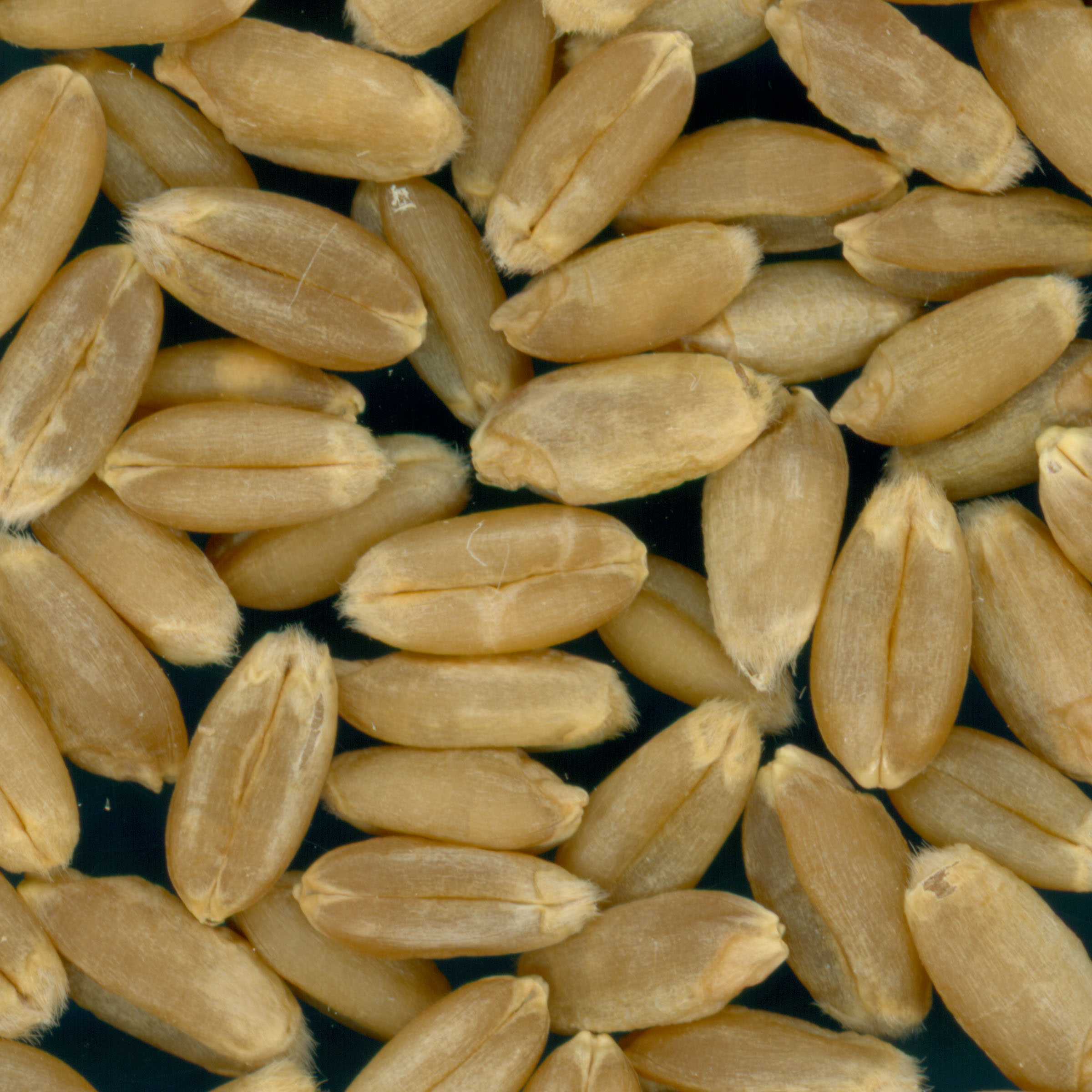 KERNELS